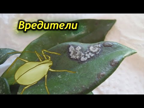 Вредители хойи. Причины появления и методы лечения растения.