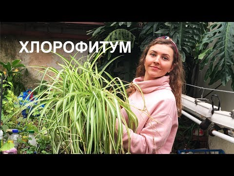 ХЛОРОФИТУМ уход 🌱 полезные свойства 🌱 ПОЧЕМУ ЖЕЛТЕЮТ ЛИСТЬЯ