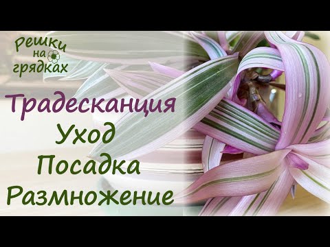 Традесканция Уход Посадка Размножение Неприхотливая красотка!