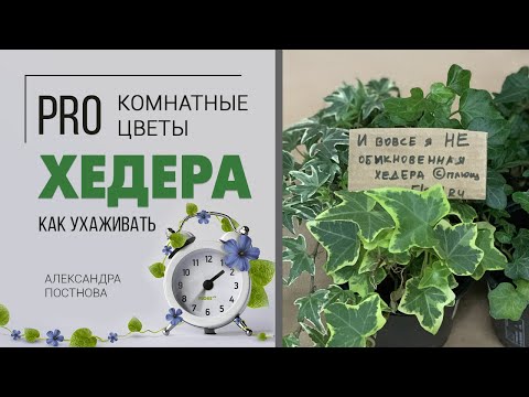 Хедера - плющ НЕобыкновенный. Вампиры ли эти неприхотливые комнатные цветы или просто радость в доме