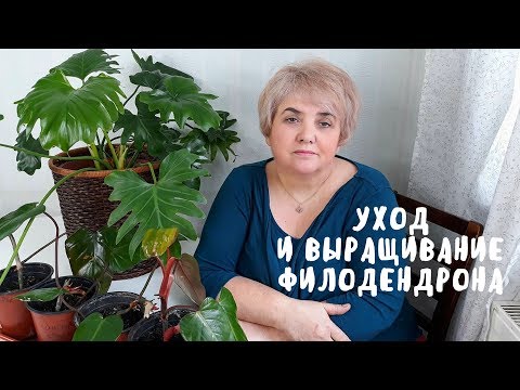 УХОД И ВЫРАЩИВАНИЕ ФИЛОДЕНДРОНА. Мои цветы. Мой опыт.