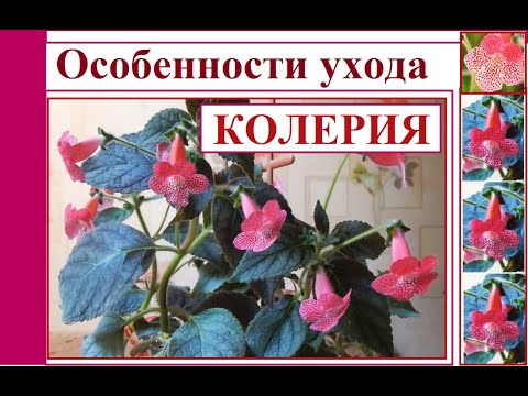 Колерия. Особенности ухода: освещение, полив, периоды покоя и цветения.