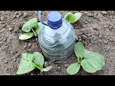 How to Make Drip Watering from a Bottle. Everything Ingenious is Simple.