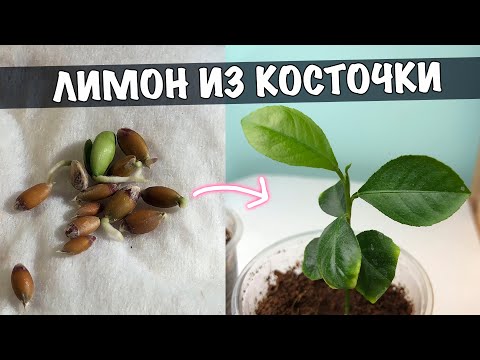 Как вырастить ЛИМОННОЕ ДЕРЕВО ИЗ КОСТОЧКИ. Выращивание лимона дома.