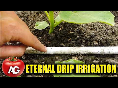 Eternal drip irrigation with your own hands! Make yourself one