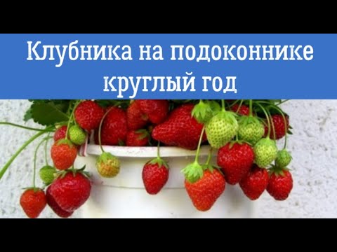 Клубника на подоконнике. Выращивание круглый год