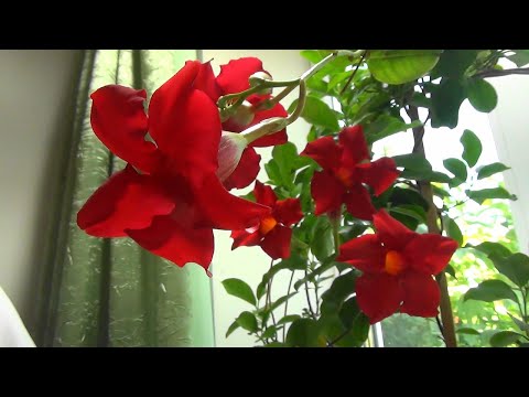 🌿 Как вырастить Красивую Дипладению 🌺