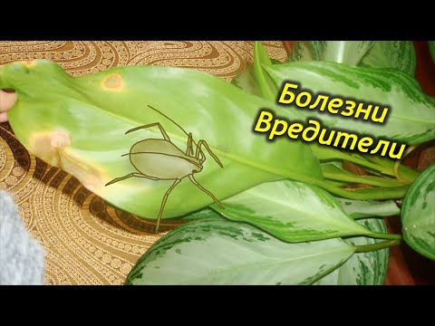 Болезни и вредители Аглаонемы. Как спасти растение???