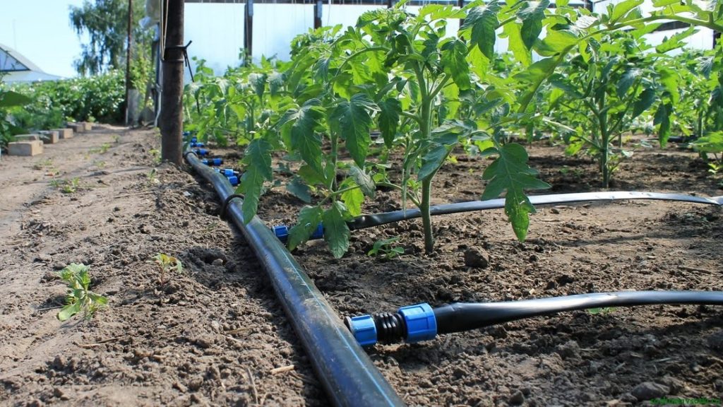 Drip irrigation with your own hands