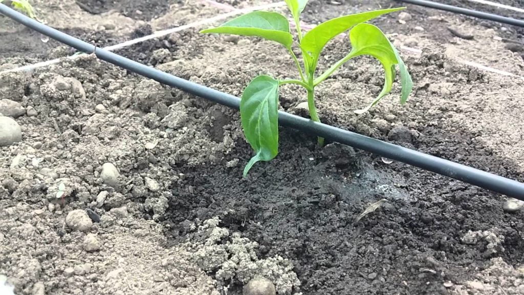 Drip irrigation with your own hands