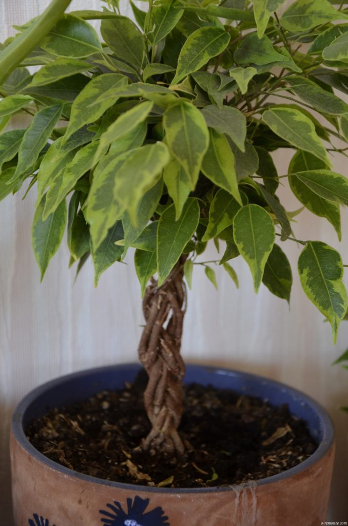 Ficus