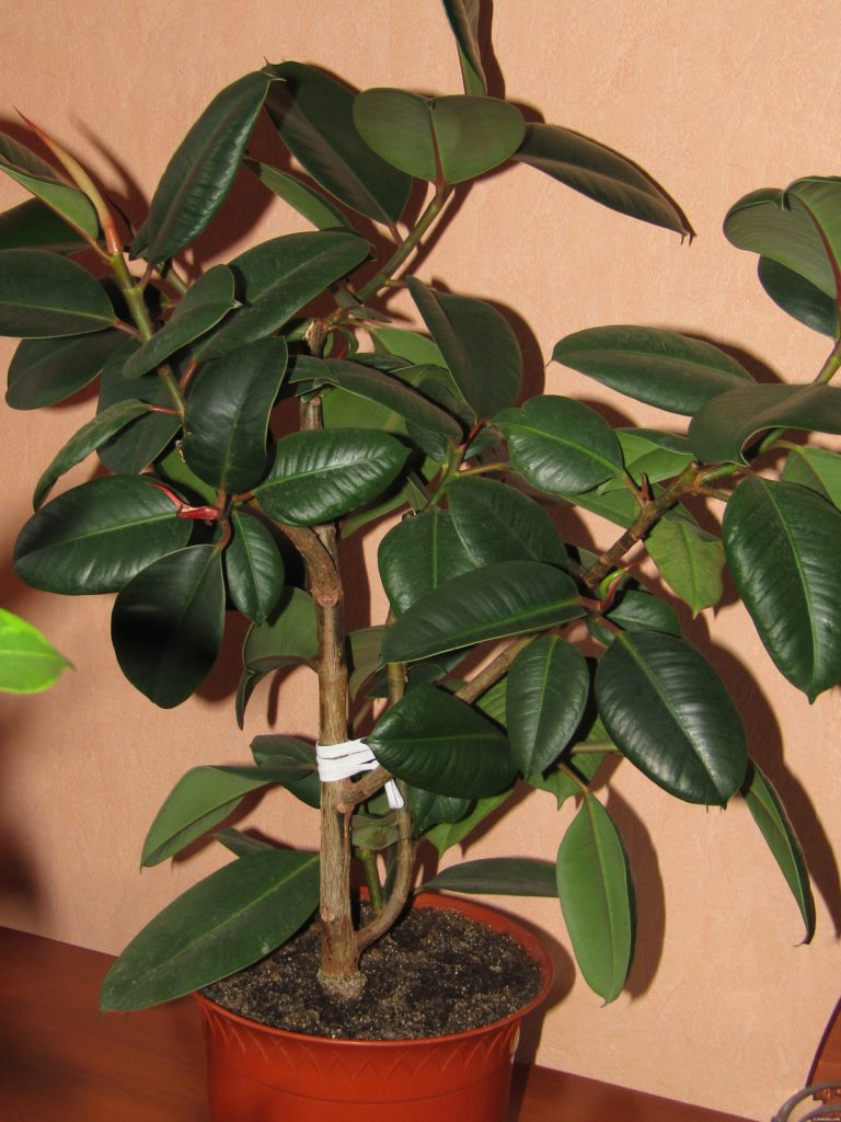 Ficus