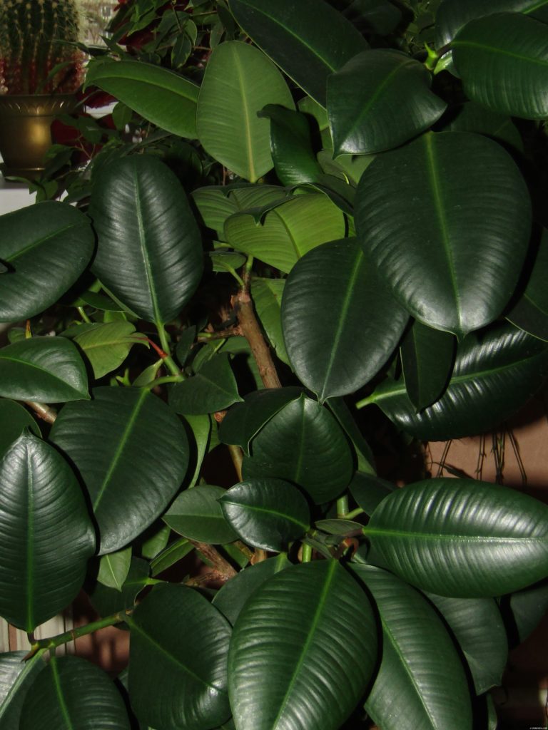 Ficus