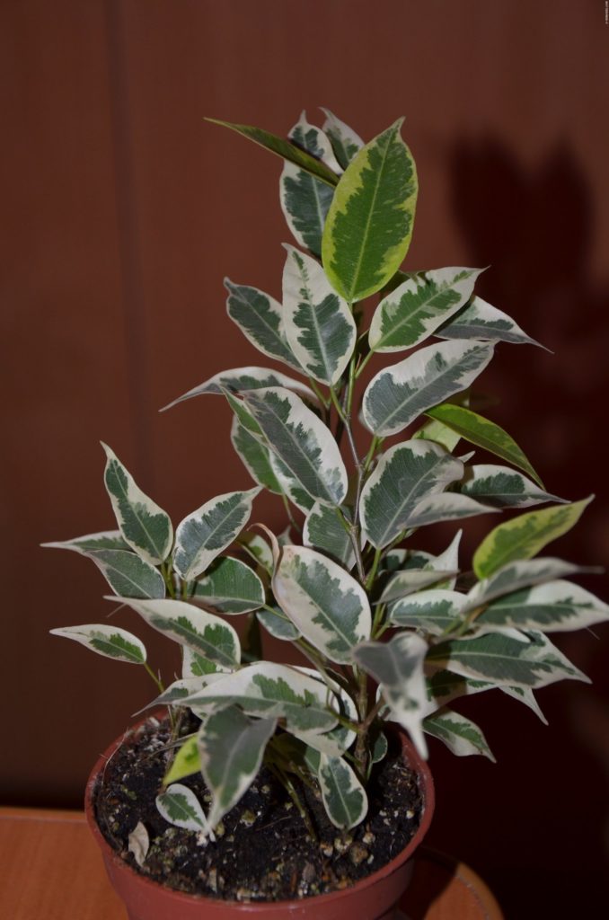 Ficus