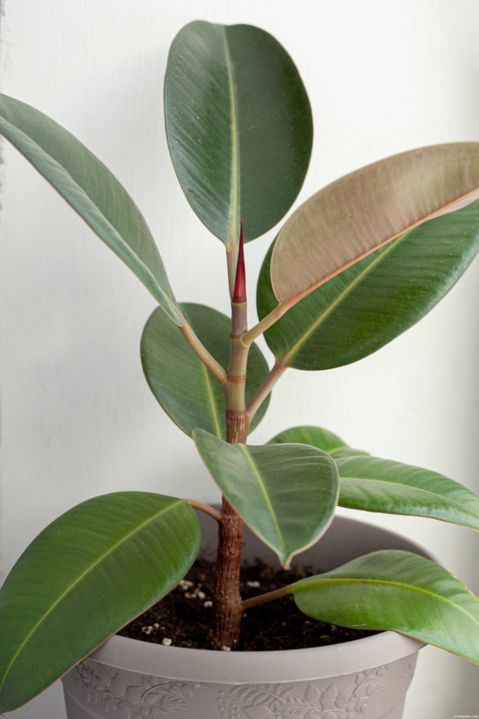 Ficus