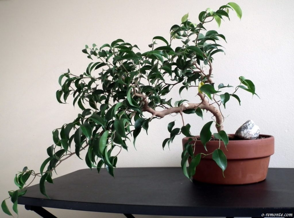 Ficus