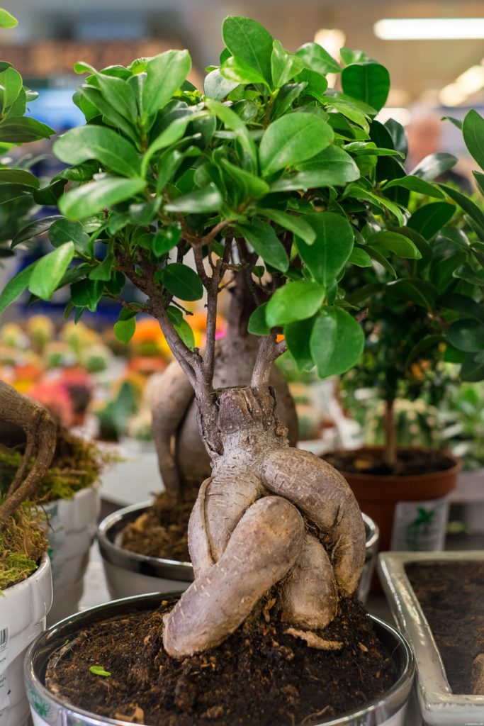 Ficus