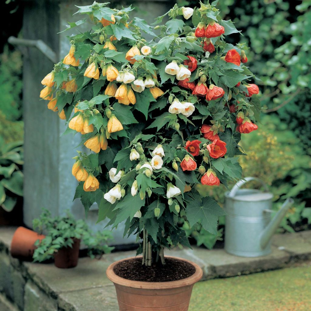 Abutilon