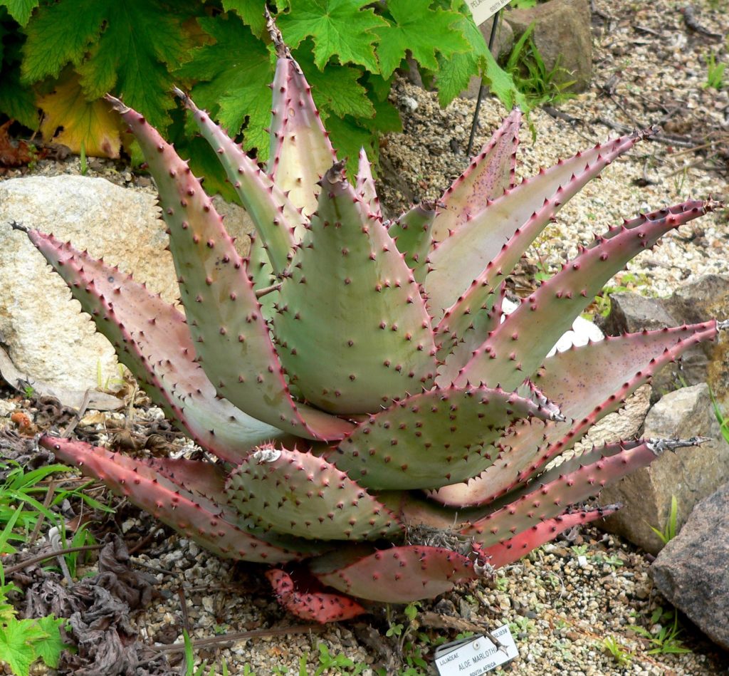 Aloe Marlothii