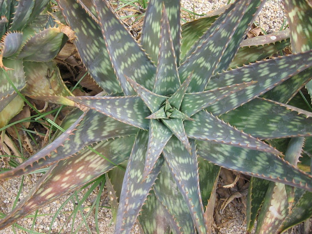 Aloe Saponaria / Aloe Maculata