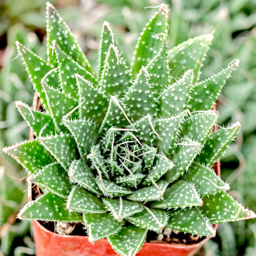 Aloe Aristata