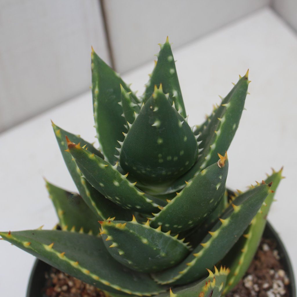Aloe distans