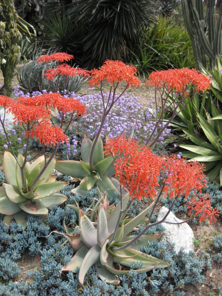 Aloe Striata