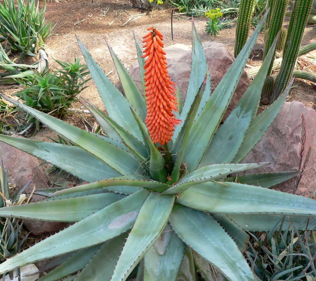 Aloe Ferox