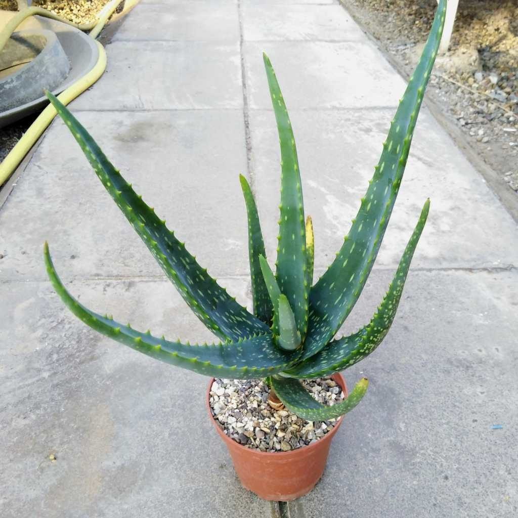 Aloe Camperi