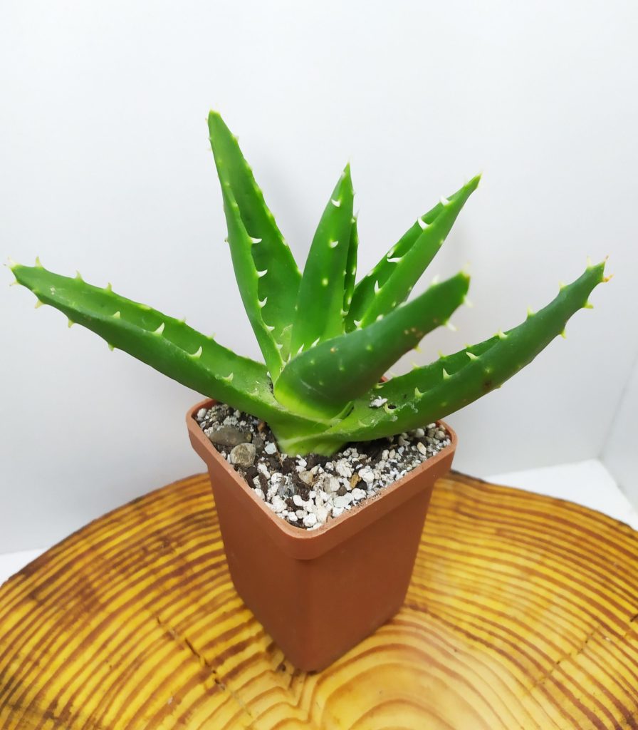 Aloe mitriformis