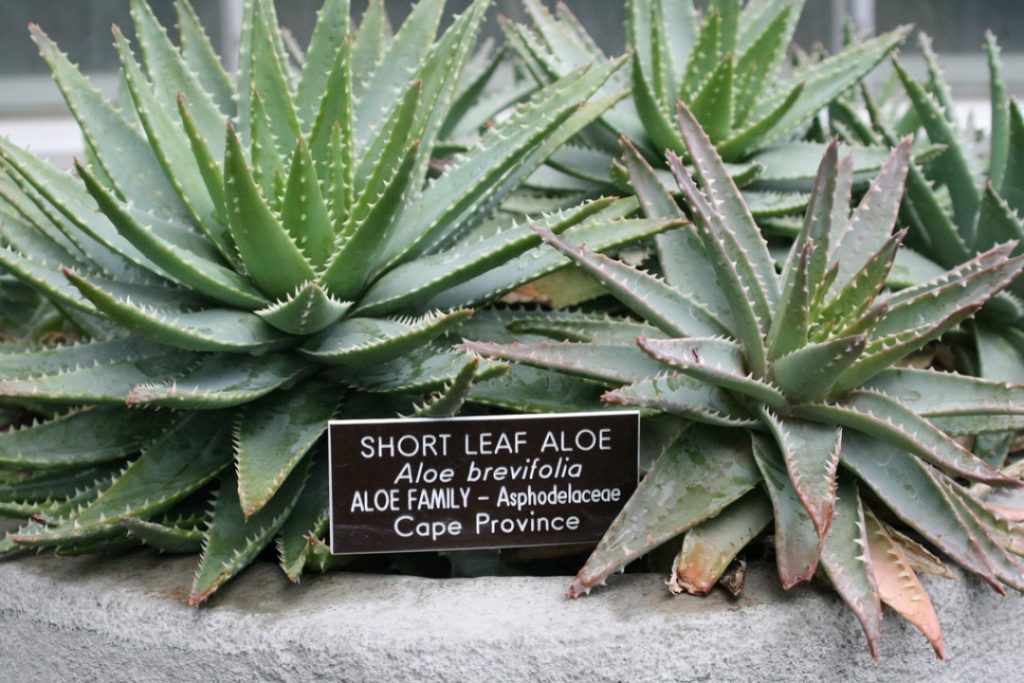 Aloe Brevifolia