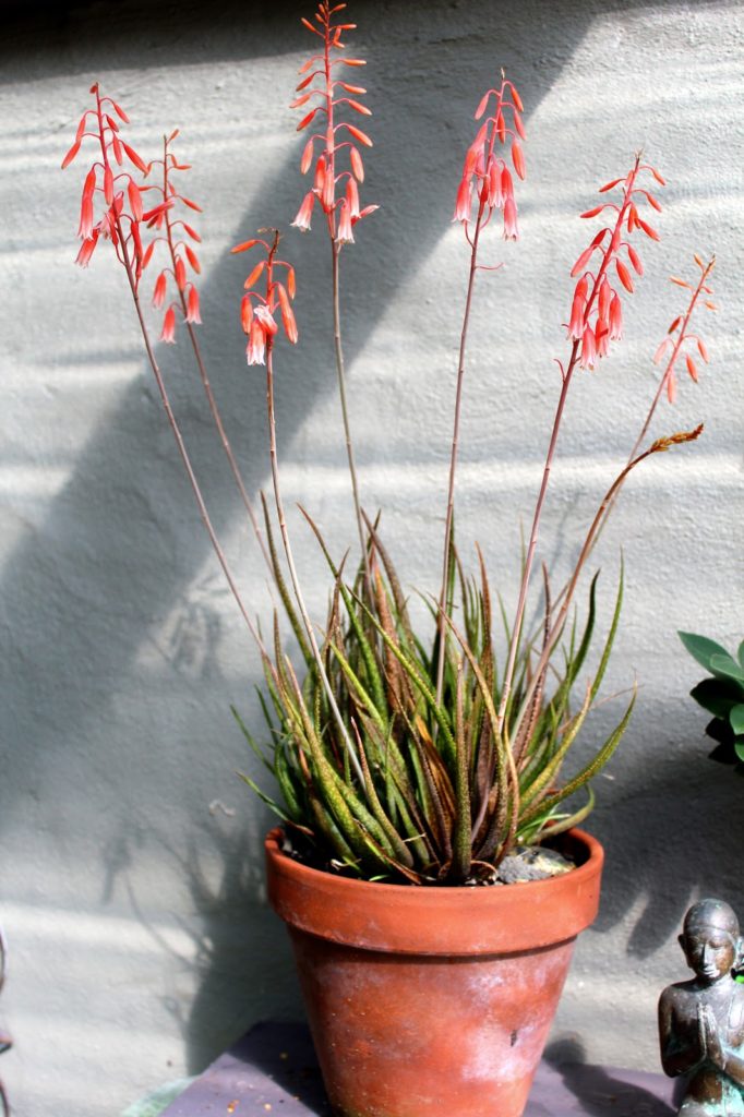 Aloe Bellatula