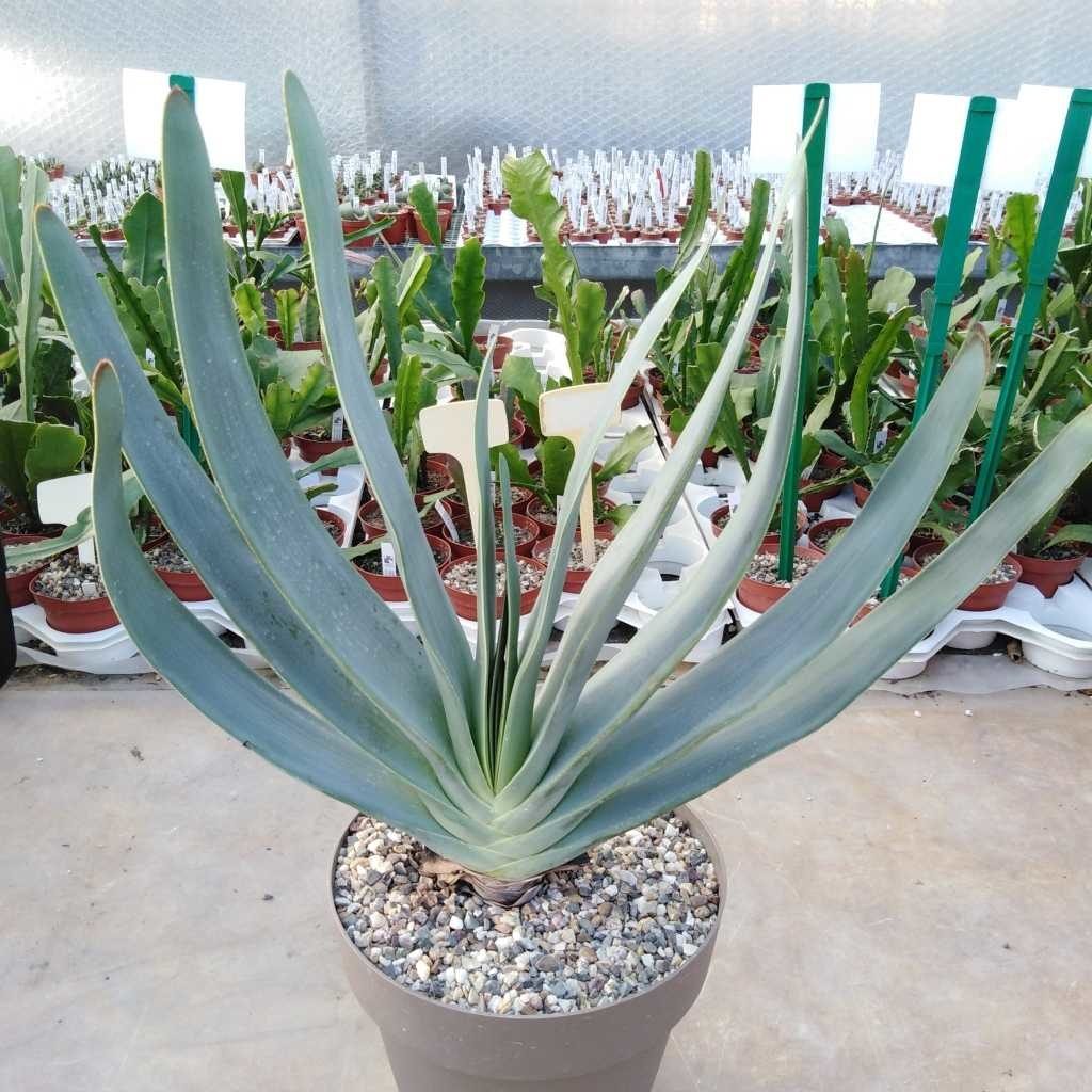 Fan Aloe