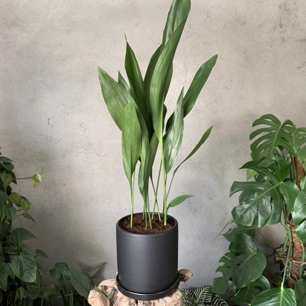 Aspidistra