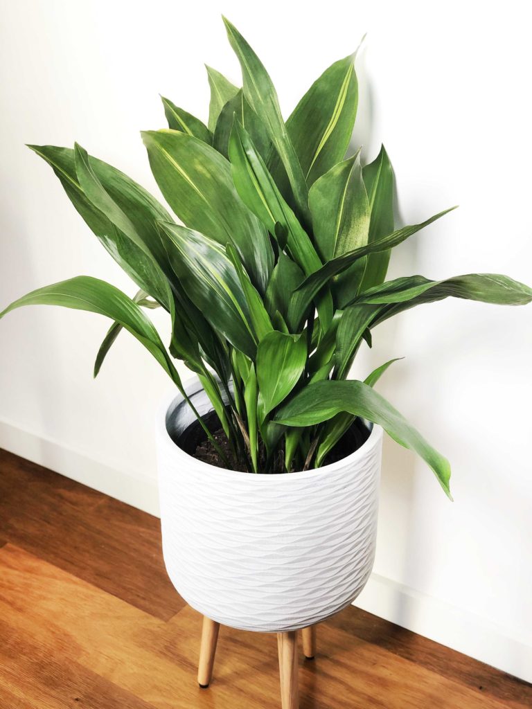 Aspidistra