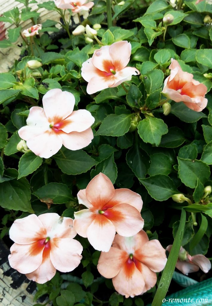 Impatiens