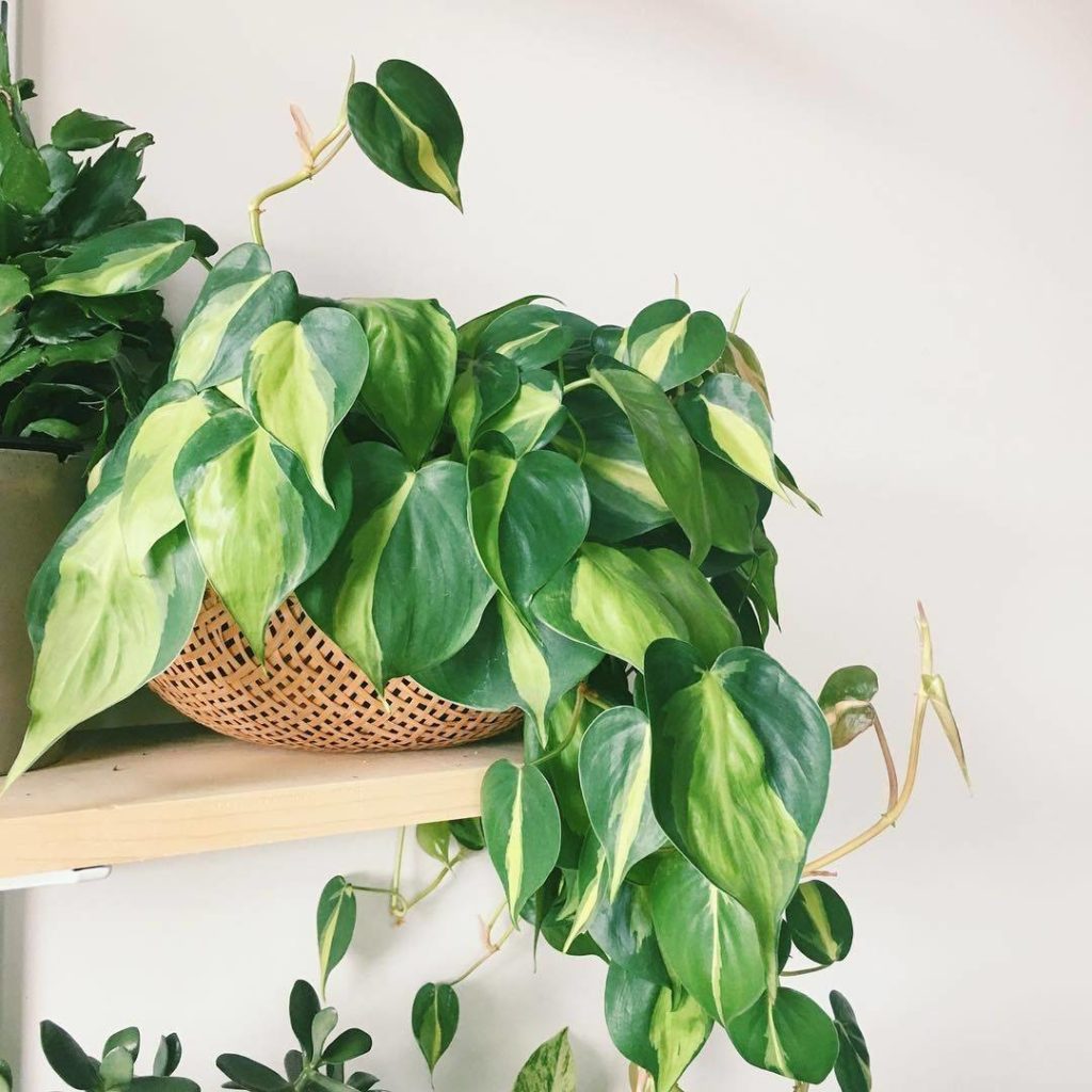 Philodendron