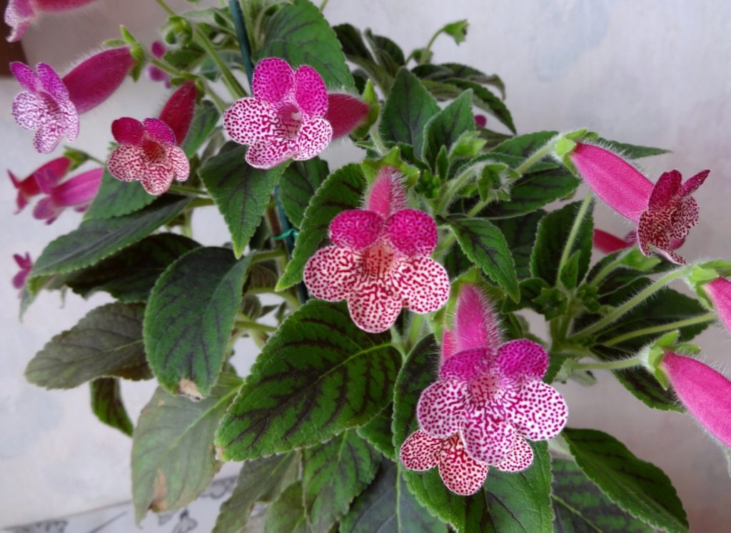 Kohleria