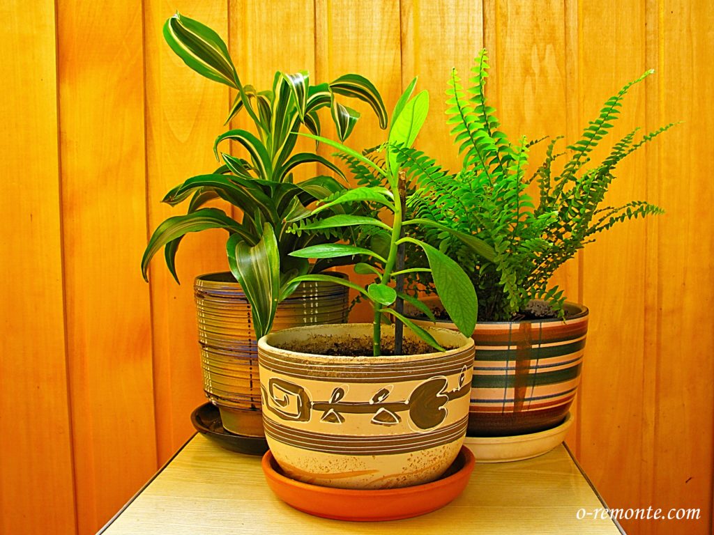 Indoor Plants