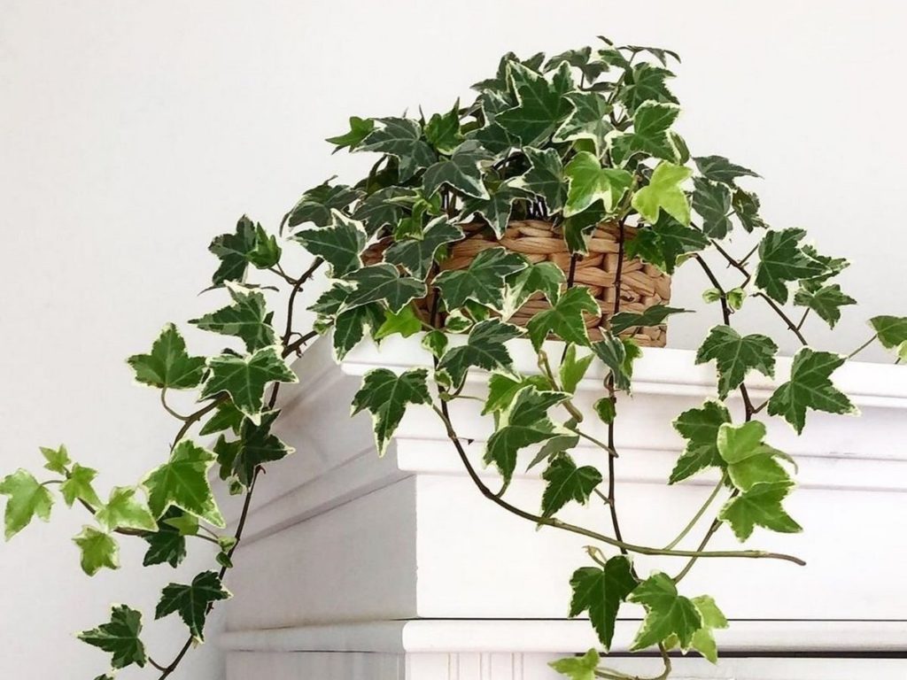 Indoor Ivy