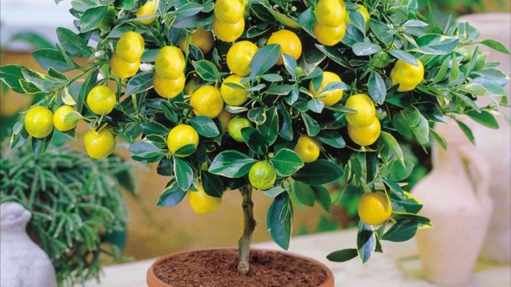 Lemon Tree