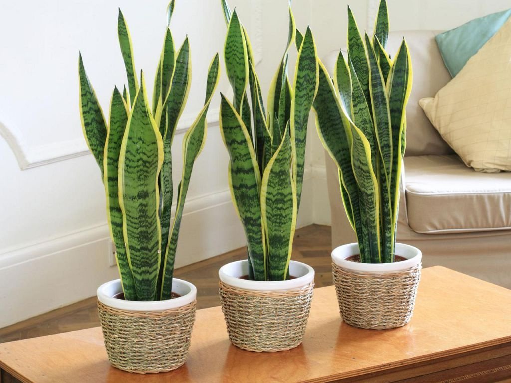 Sansevieria Varieties With Photos Care And Reproduction
