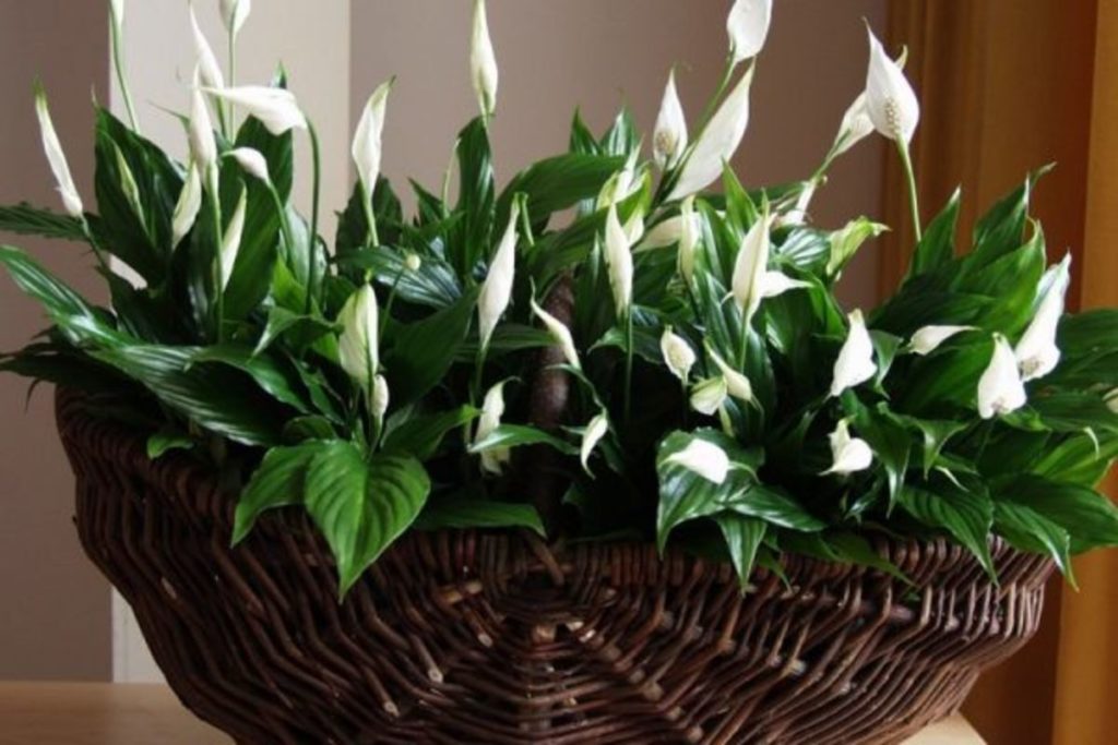 Spathiphyllum