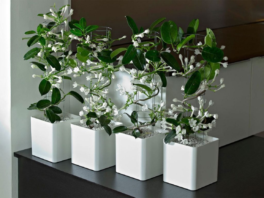 Stephanotis