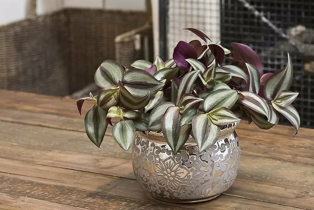 Tradescantia