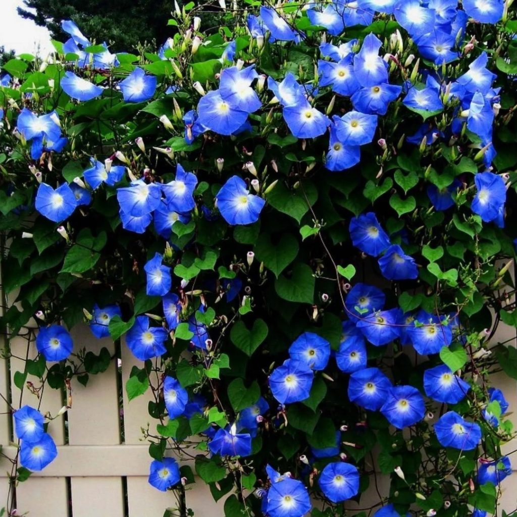 Variegated Morning Glory