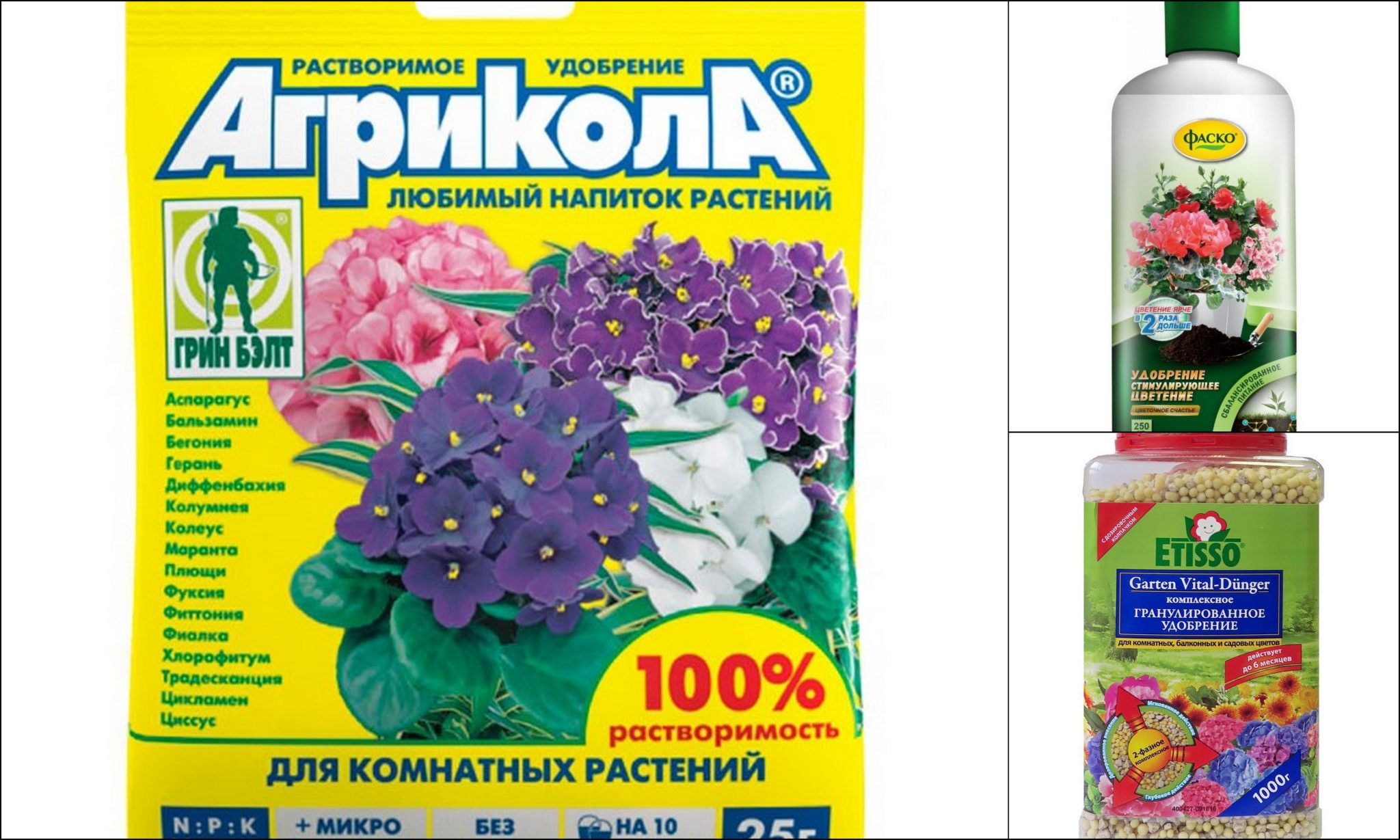 Амариліс кімнатна квітка. Догляд, розмноження, лікування