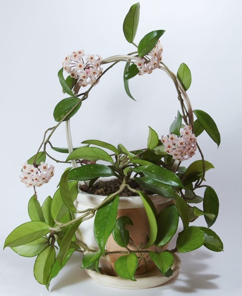 Hoya Wax Plant