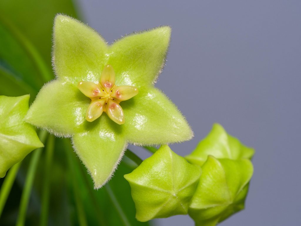 Hoya Chlorantha
