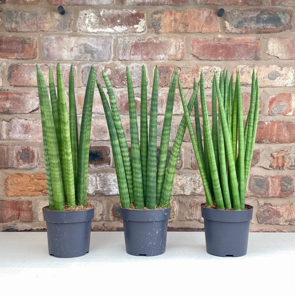 Sansevieria Cylindrica